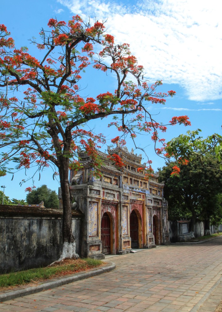 Tree and gate in the Imperieal Citadel, Hue, Vietnam