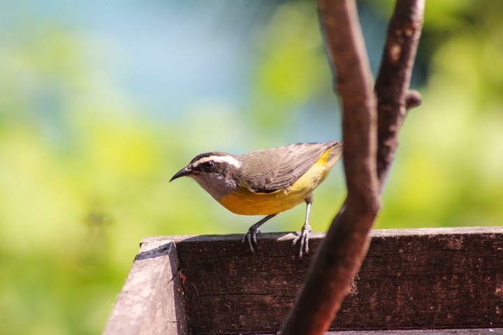 Bird at Asalem, Ilha Grande, Rio de Janeiro, Brazil